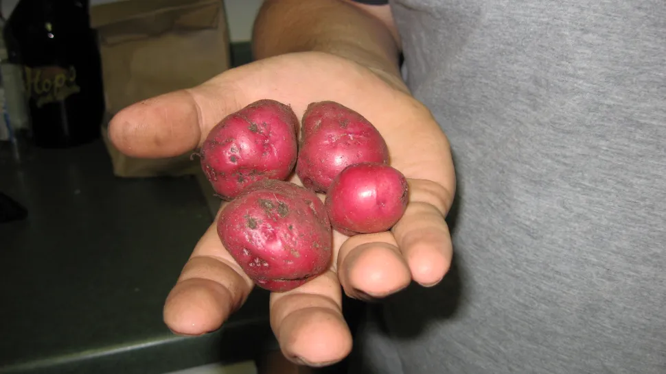 Pommes de terre primeur peau rose