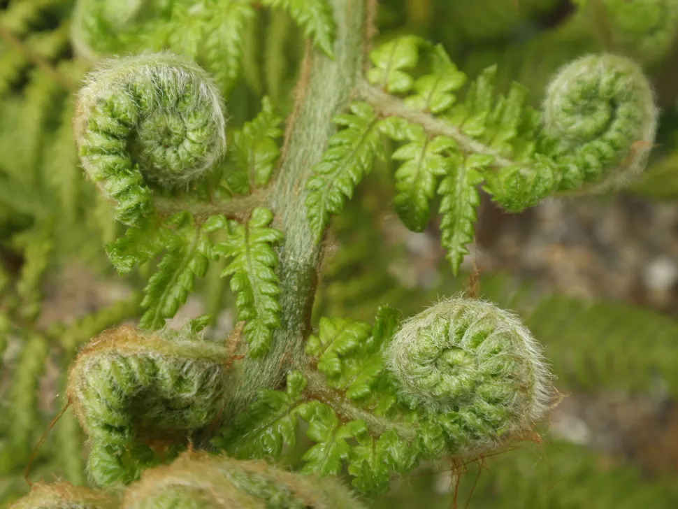 Hojas jóvenes enrolladas y vellosas Helecho Dicksonia antarctica