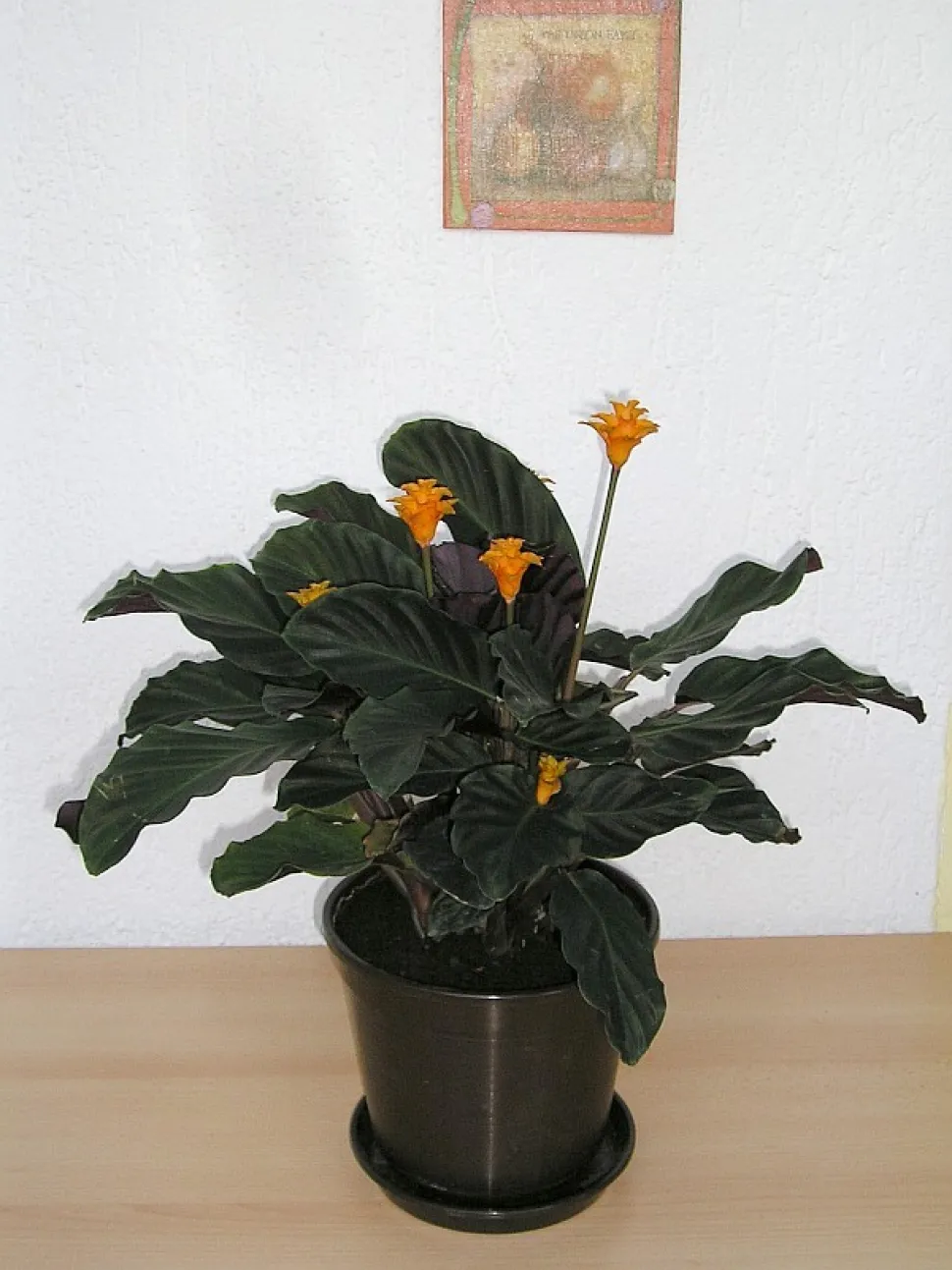 Goeppertia crocata planta de interior verde tropical