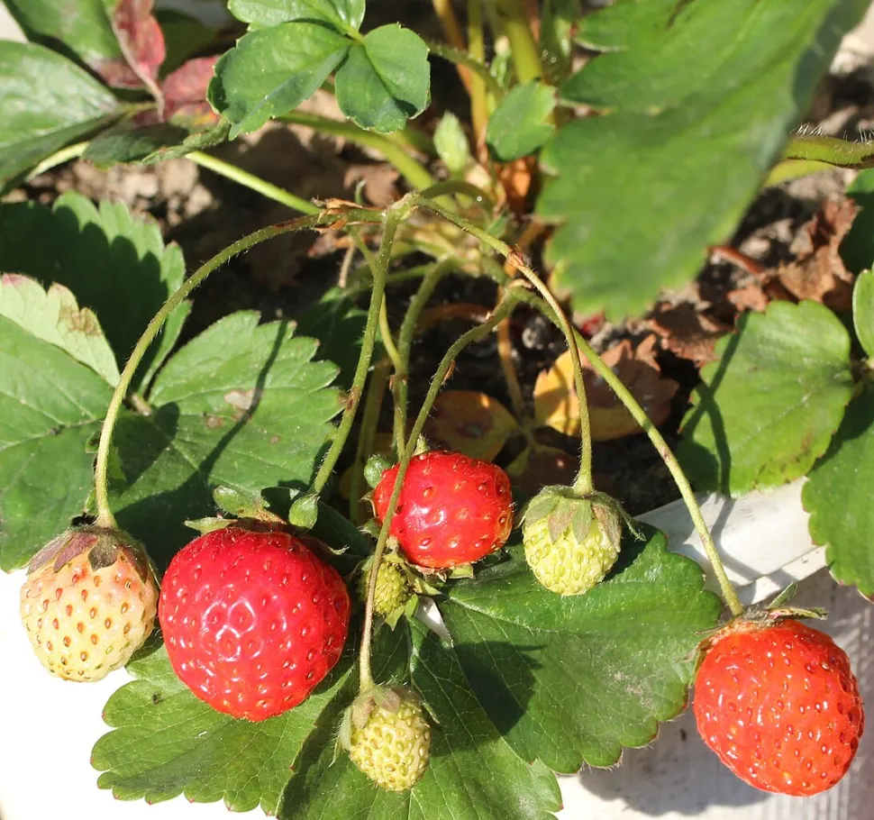 Fresas de Fragaria x ananassa