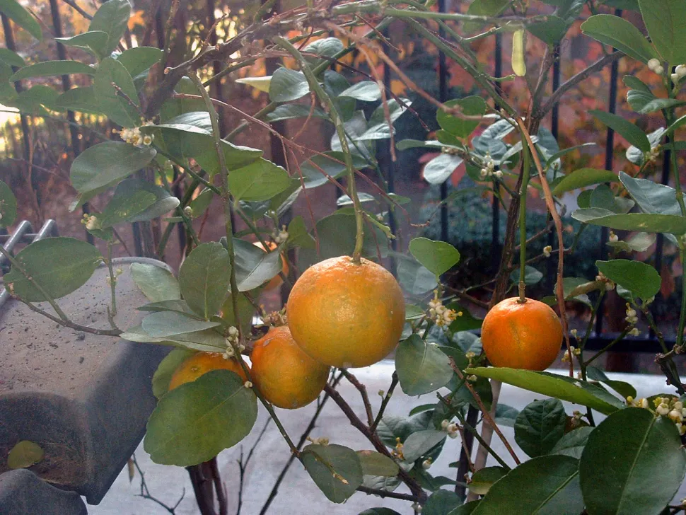 Mørkegrønne blade Klementin-orange frugt