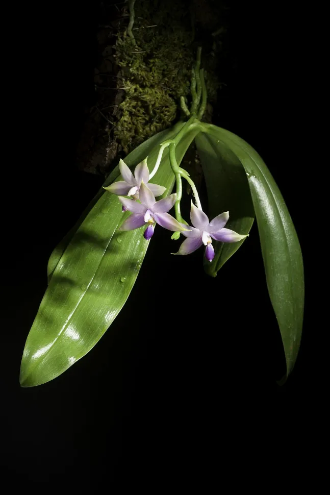 Tre fiori viola di orchidea con foglie verdi