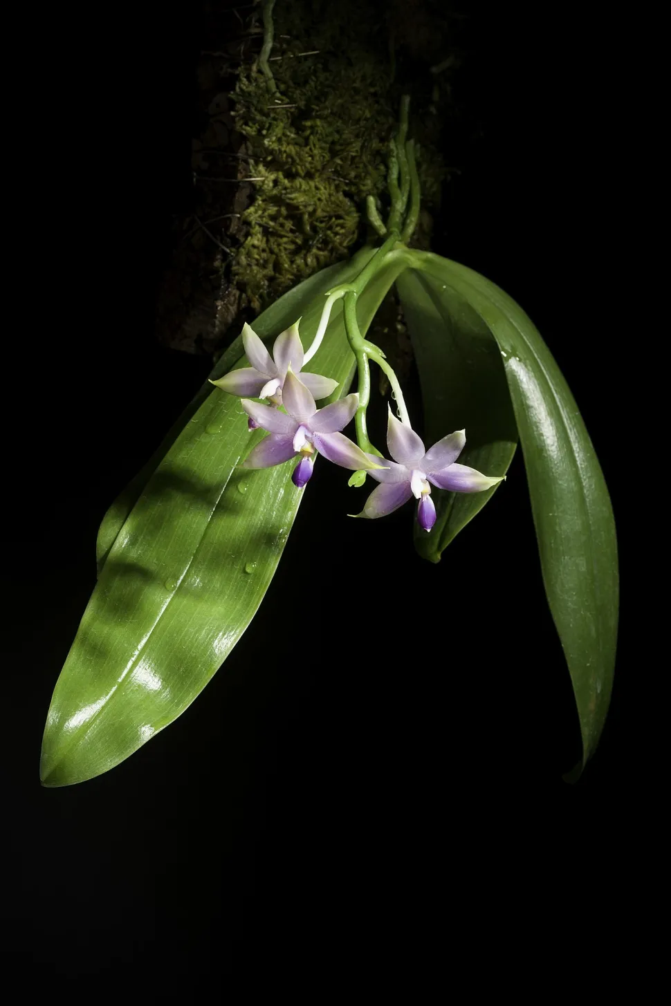 Tres flores de orquídea púrpura con hojas verdes