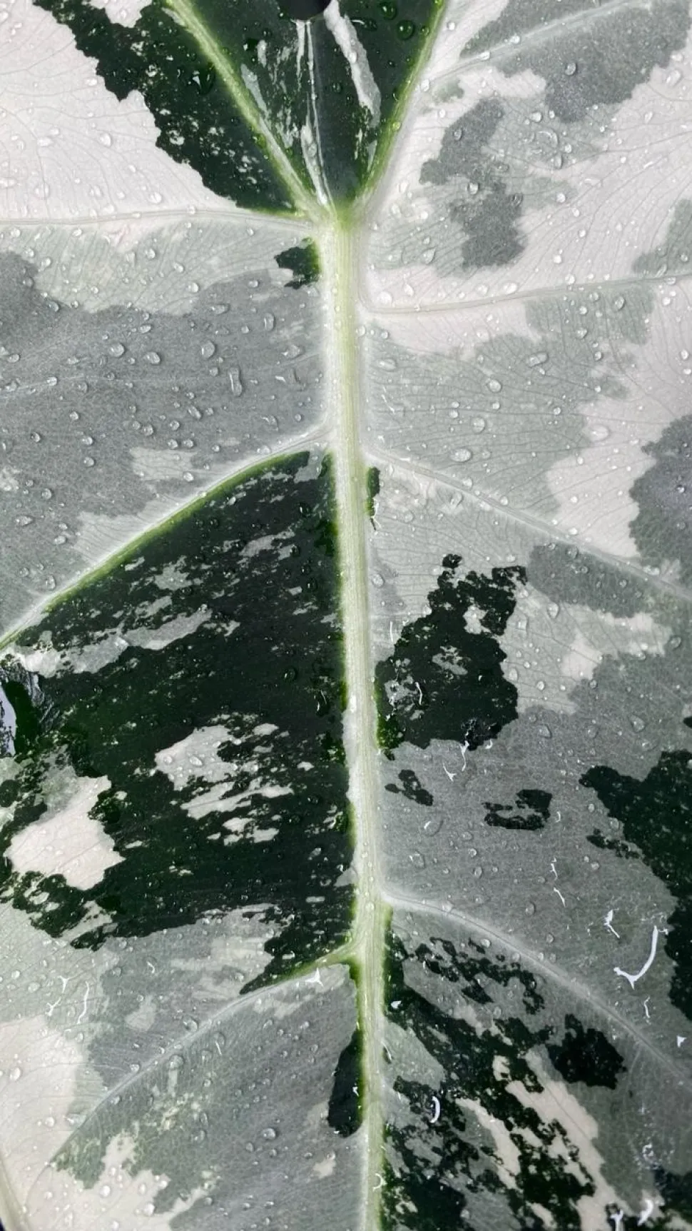 Schema di una foglia di Alocasia Frydek variegata bianca e verde