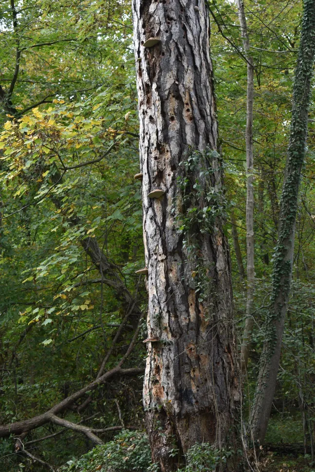 Trunk cracked bark laricio pine