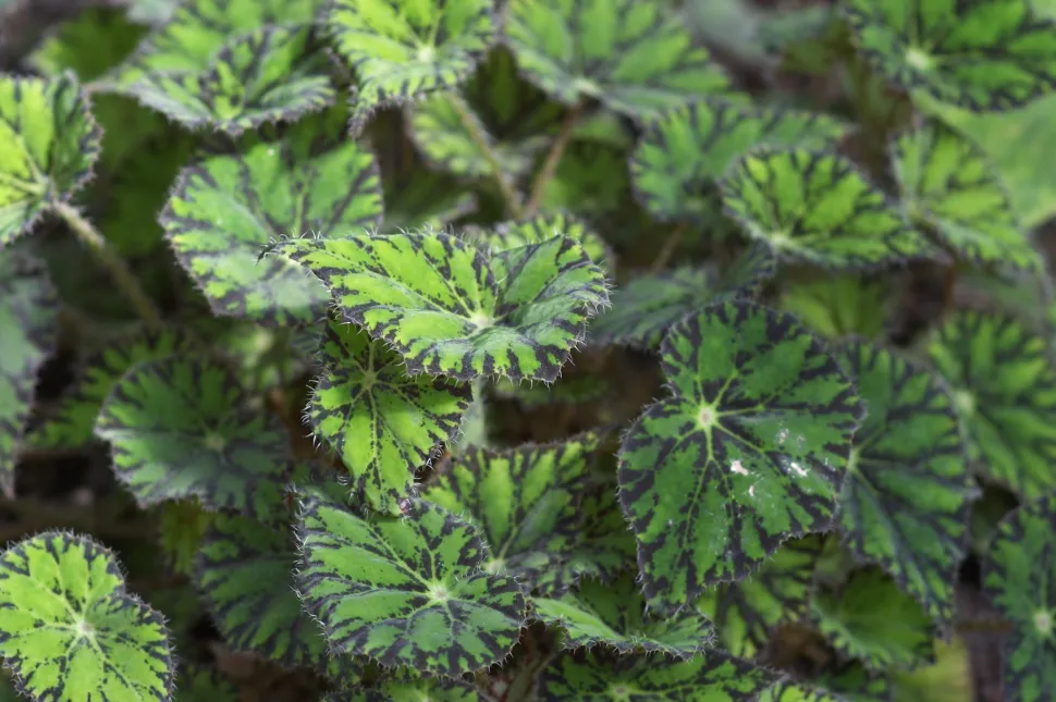 Grünes Laub Begonia bowerae
