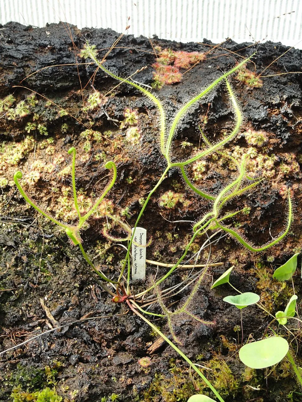 Drosera binata dichotoma volle grond
