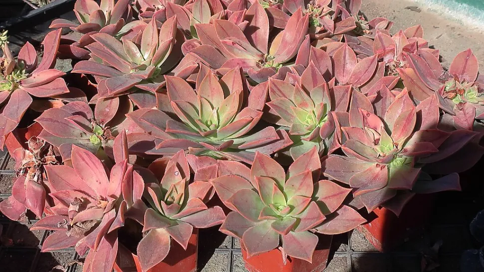 Aeonium roos leucoblepharum