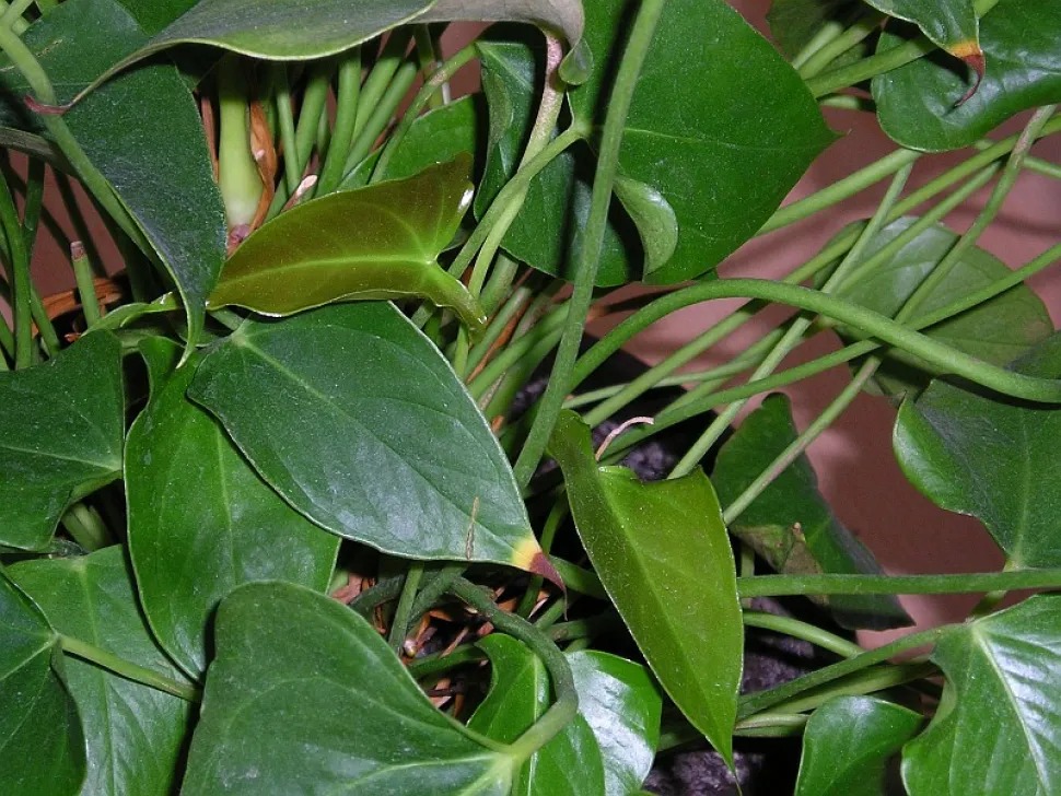 Bladeren van Anthurium scherzerianum