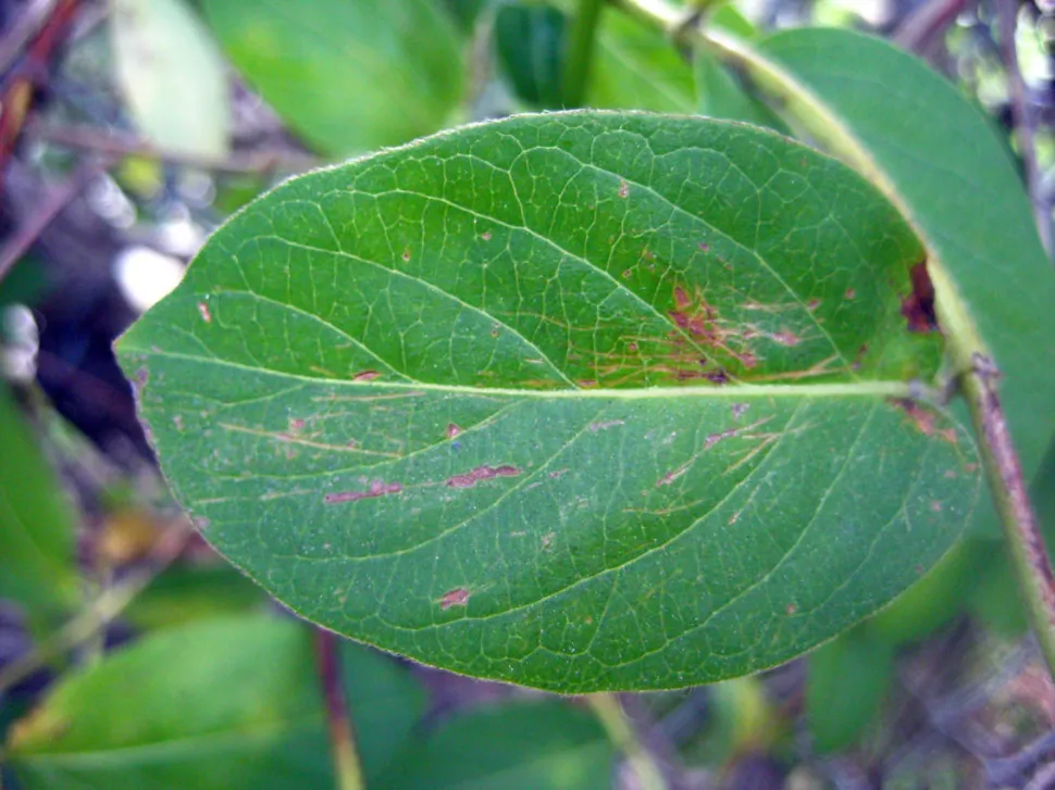 Geißblatt Lonicera Japonica