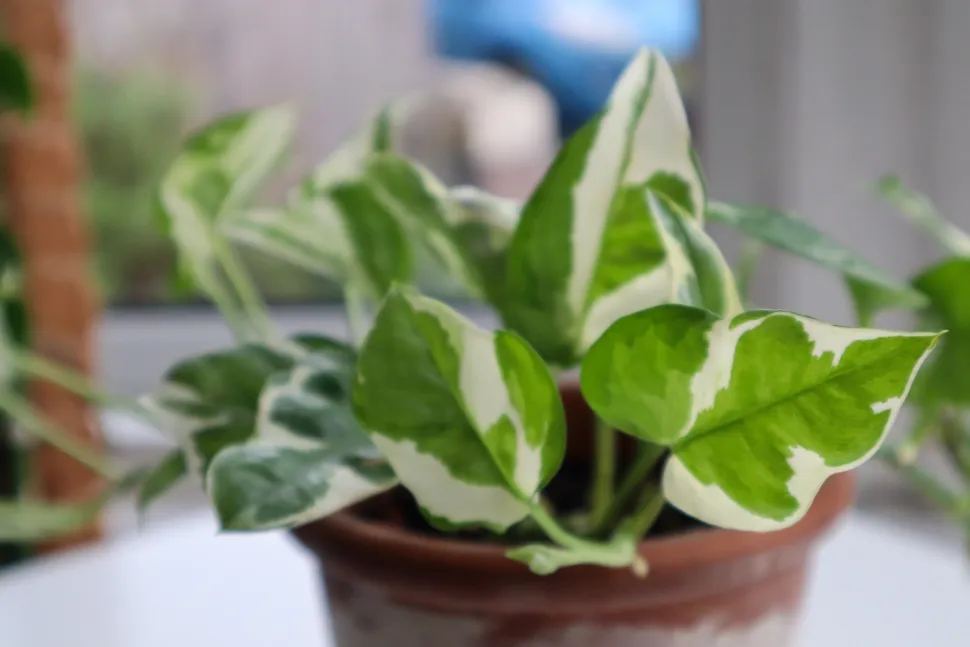 Pothos NJOY en maceta