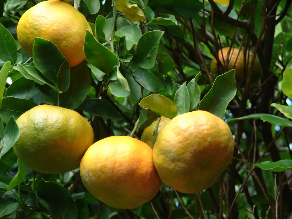 Tangerineira madura no chão
