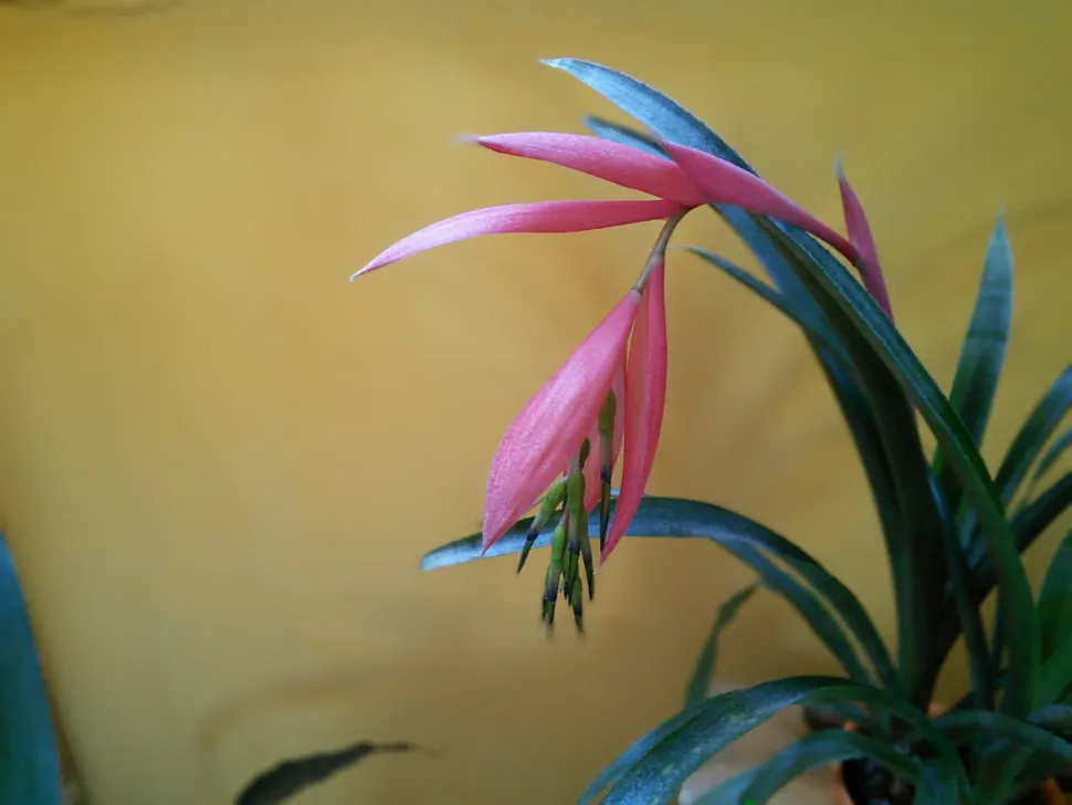 Fleurs roses et bleues Billbergia nutans