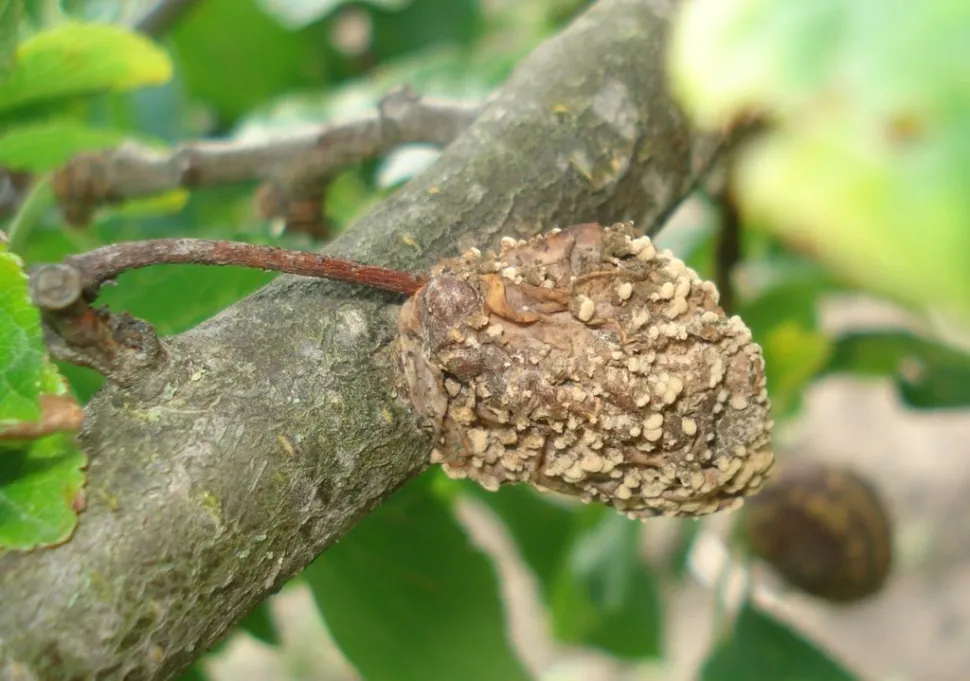 Planta afectada por moniliosis