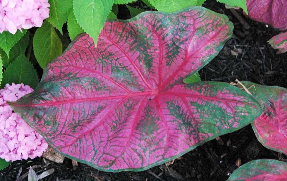 Caladium grote groene en roze bladeren