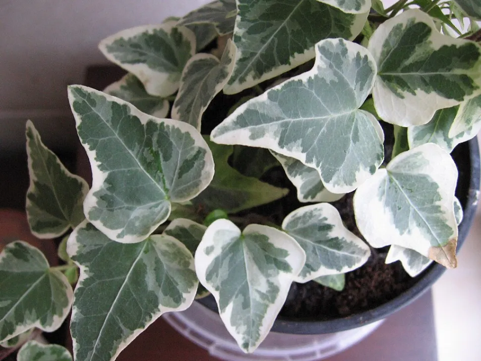 Hedera algeriensis variegada