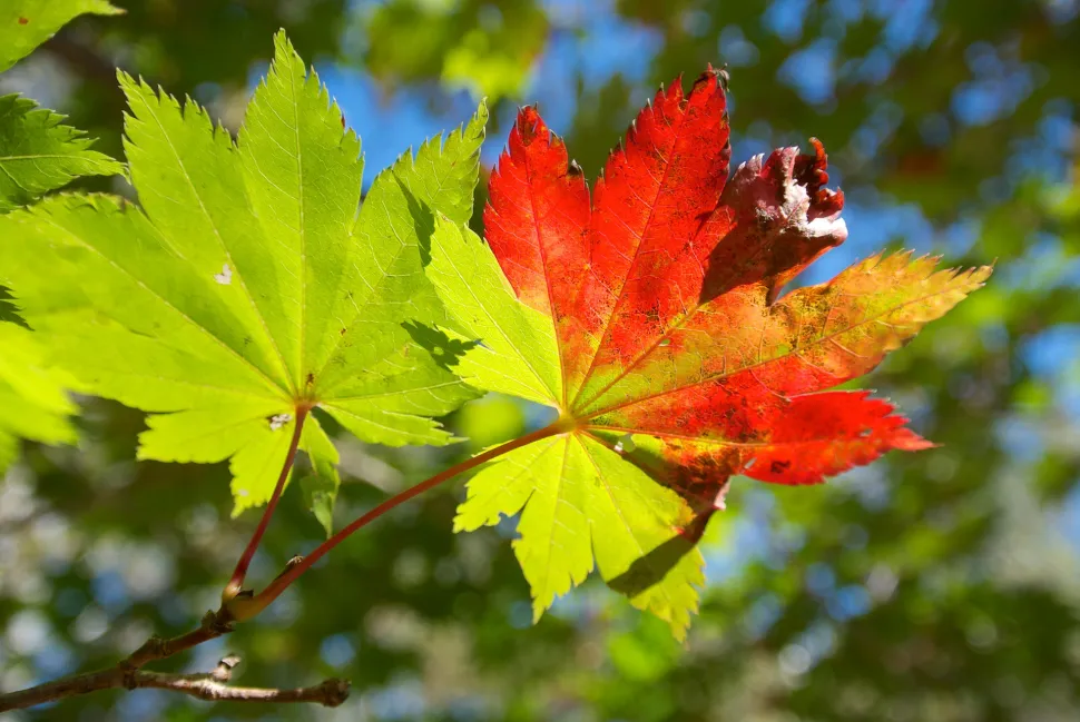 Folhas de ácer japonês que passam de verde a vermelho