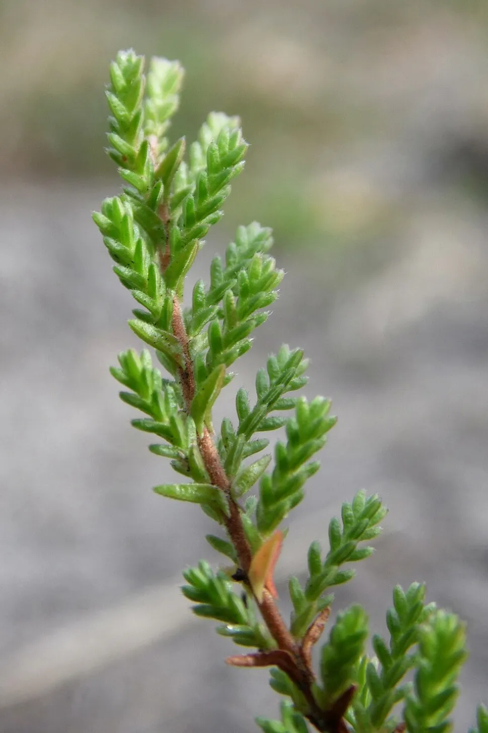 Foglie di erica Calluna vulgaris