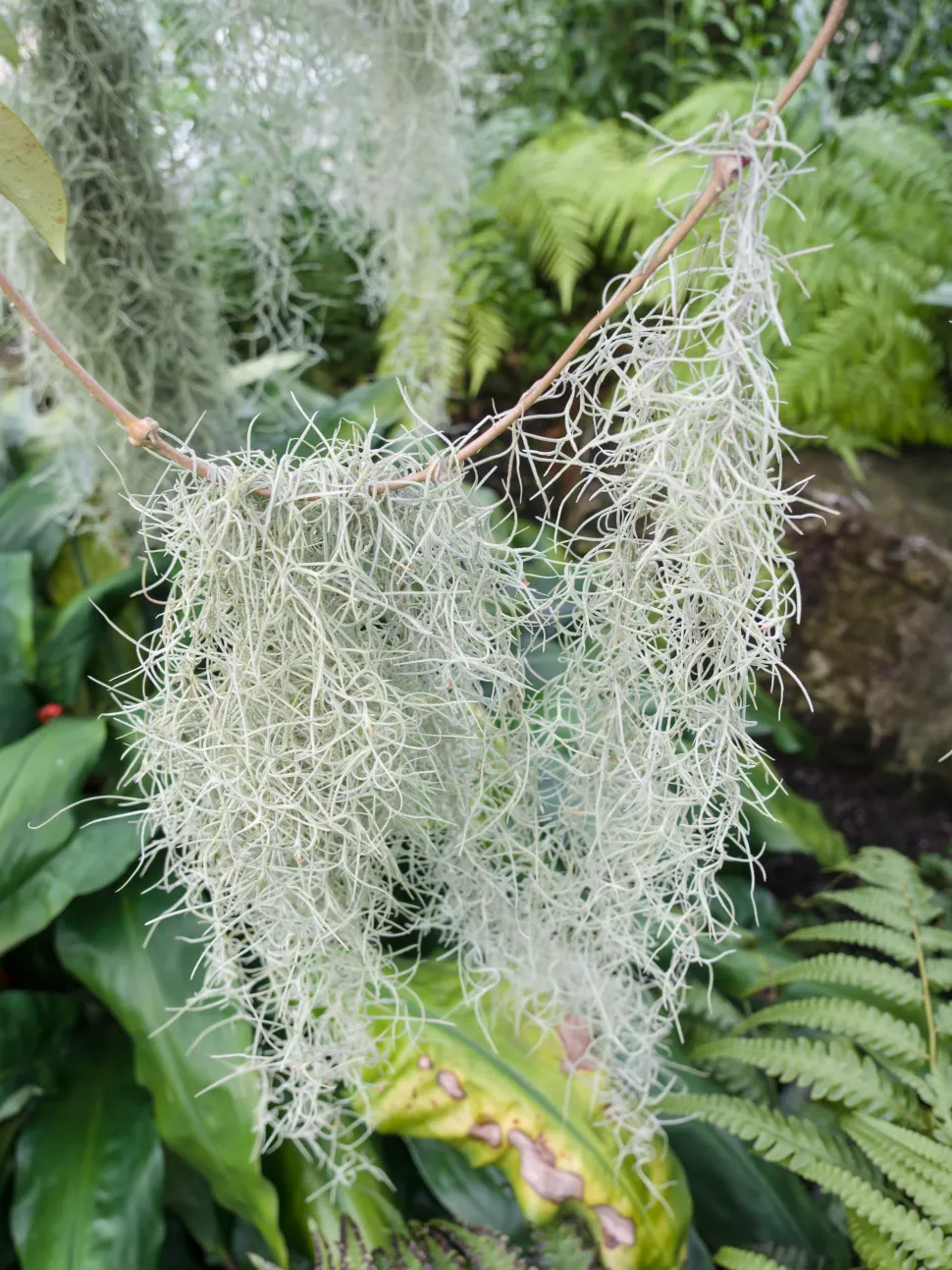 Planta liana verde plata musgo español