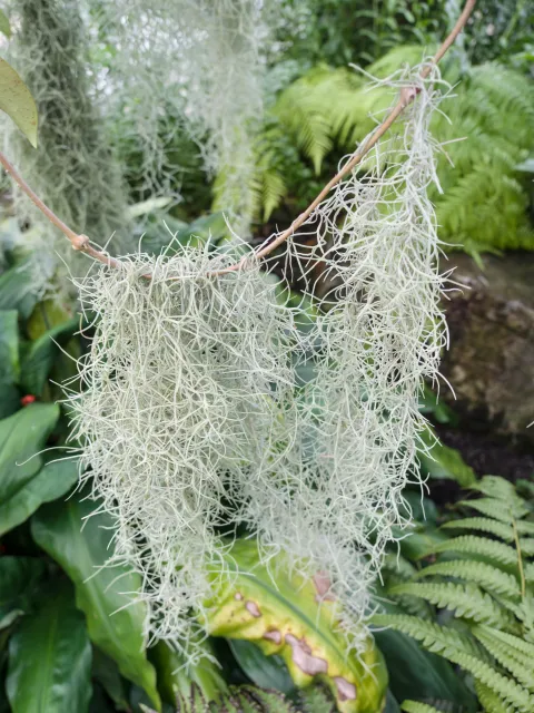 Spanish moss silver-green liana plant