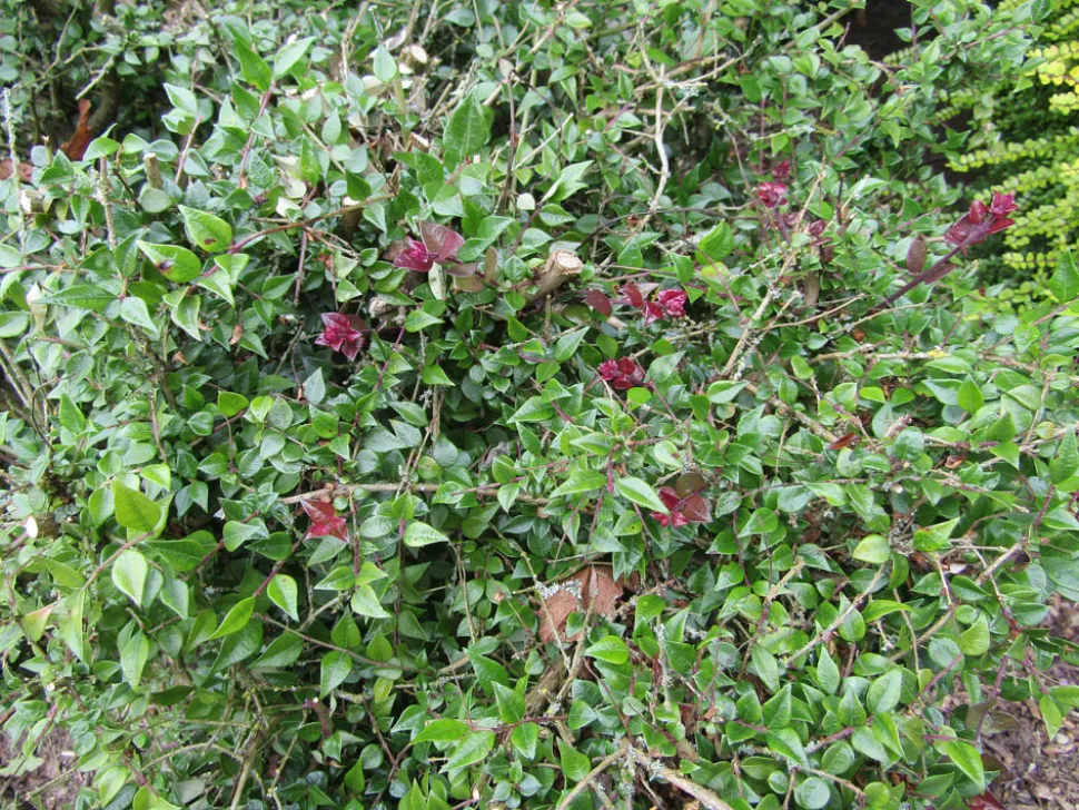Madressilva Lonicera nitida