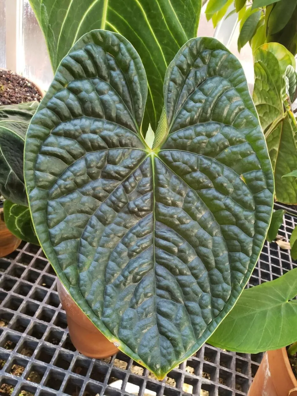 Feuille d'Anthurium luxurians