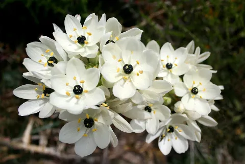 Fiori bianchi e neri Ornithogalum arabicum