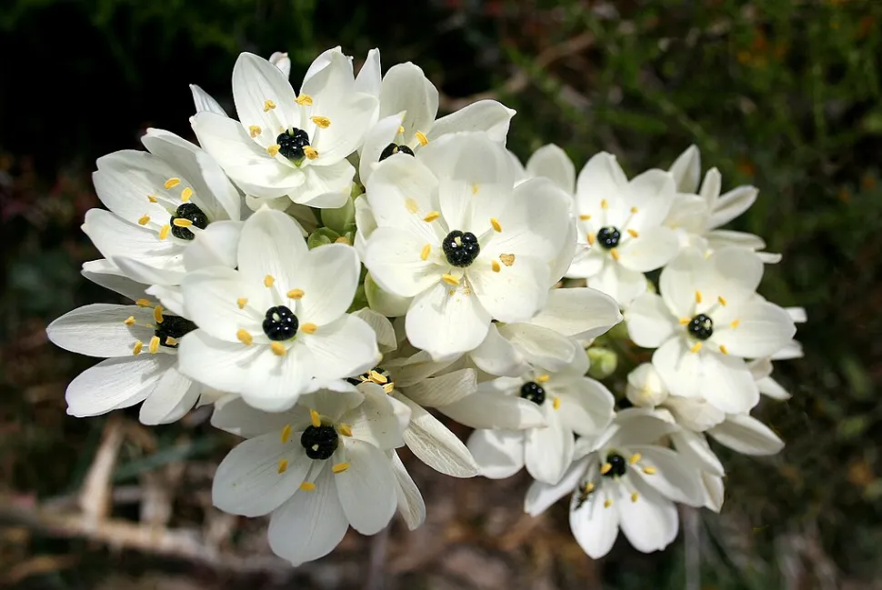 Weiße und schwarze Blüten Ornithogalum arabicum