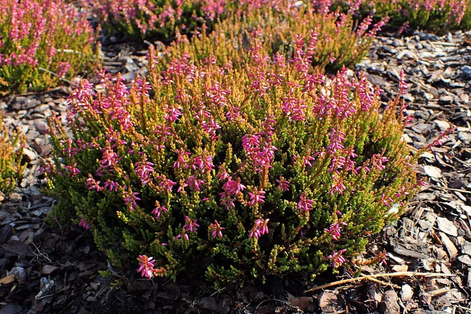 Calluna vulgaris erica in fiore