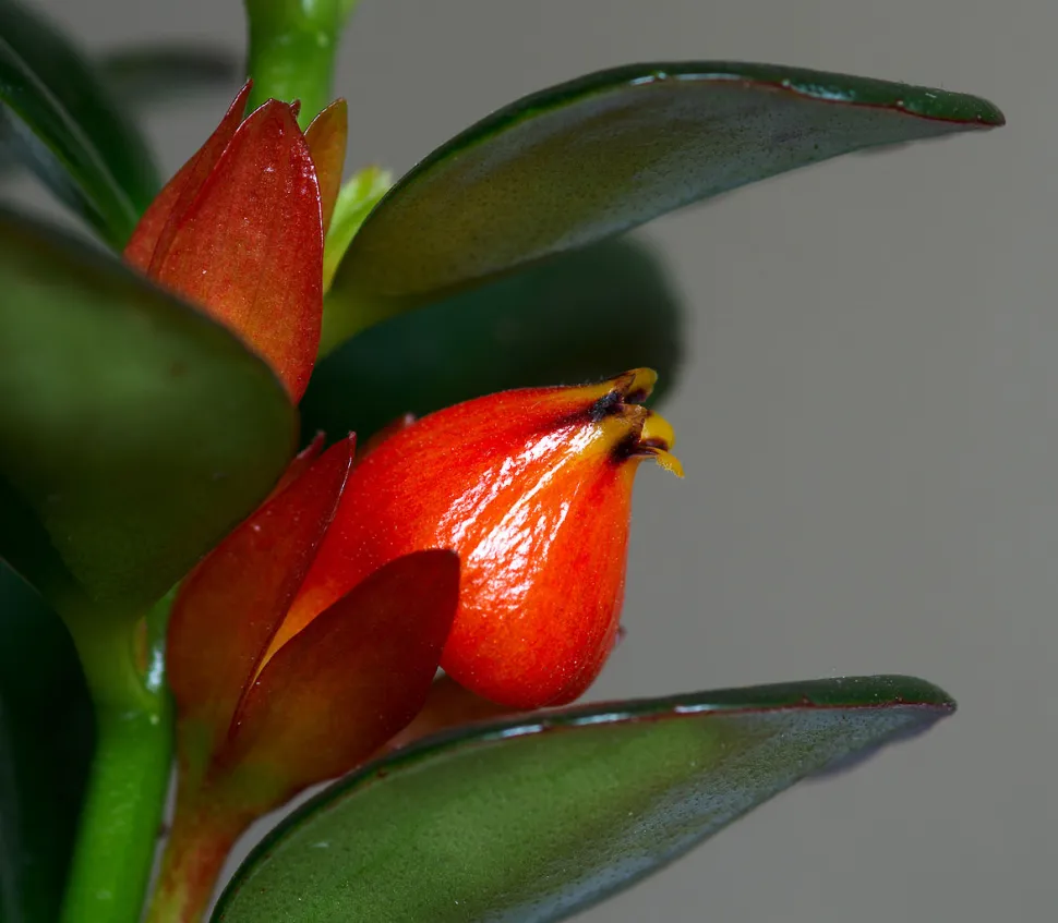 Bocciolo del fiore di Nematanthus 'Black Magic