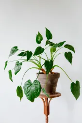 Uma Alocasia cucullata num vaso