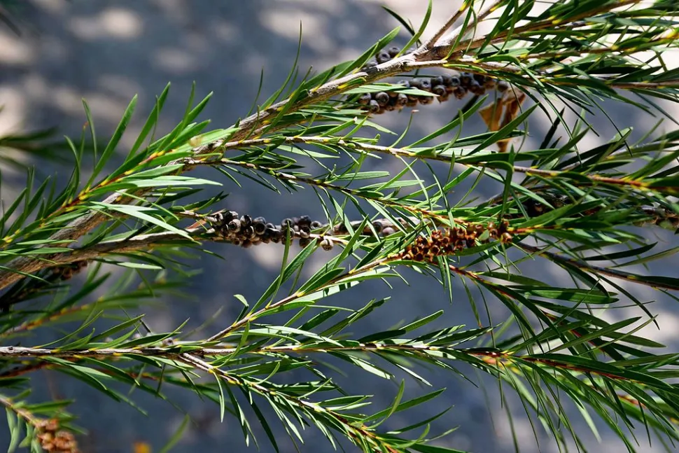 Smalle blade Melaleuca linearis