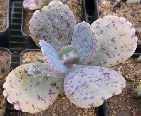 Foglie verdi e viola Kalanchoe marmorizzata