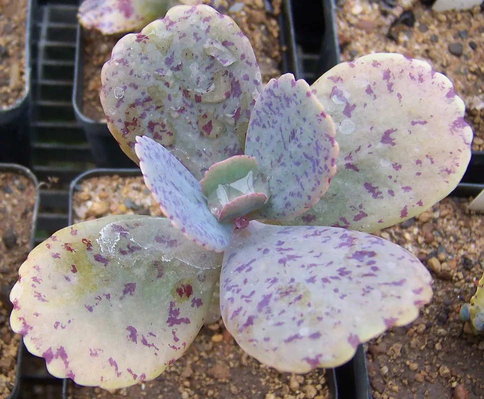 Groene en paarse bladeren Gemarmerde Kalanchoë