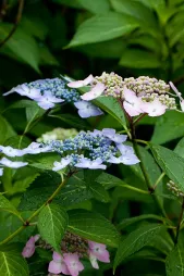 Blaue rosafarbene Hortensie mit flachem Kopf Hydrangea macrophylla 'Mariesii lilacina'
