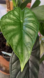 Alocasia baginda foglie verdi