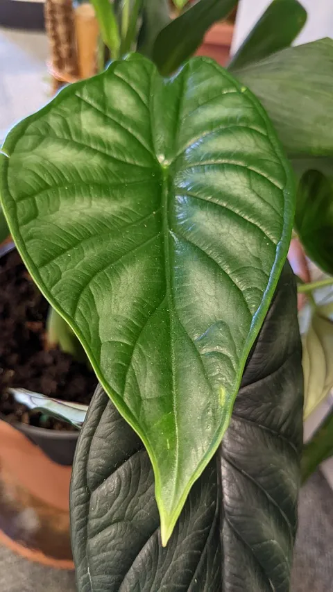Alocasia baginda hojas verdes