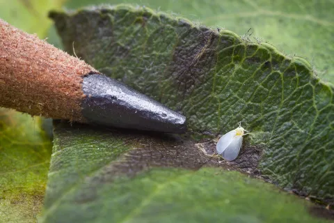 Mouche blanche ailée aleurode sur une feuille