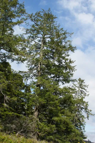 Picea sitchensis i jorden