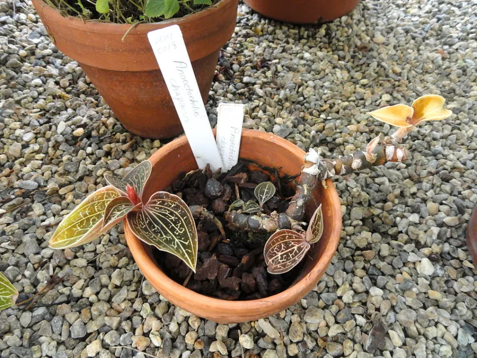 Schmuckorchidee Anoectochilus chapaensis im Topf