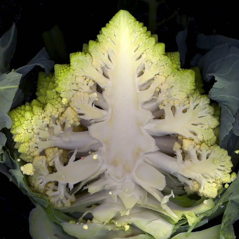 Apple cabbage flower autumn