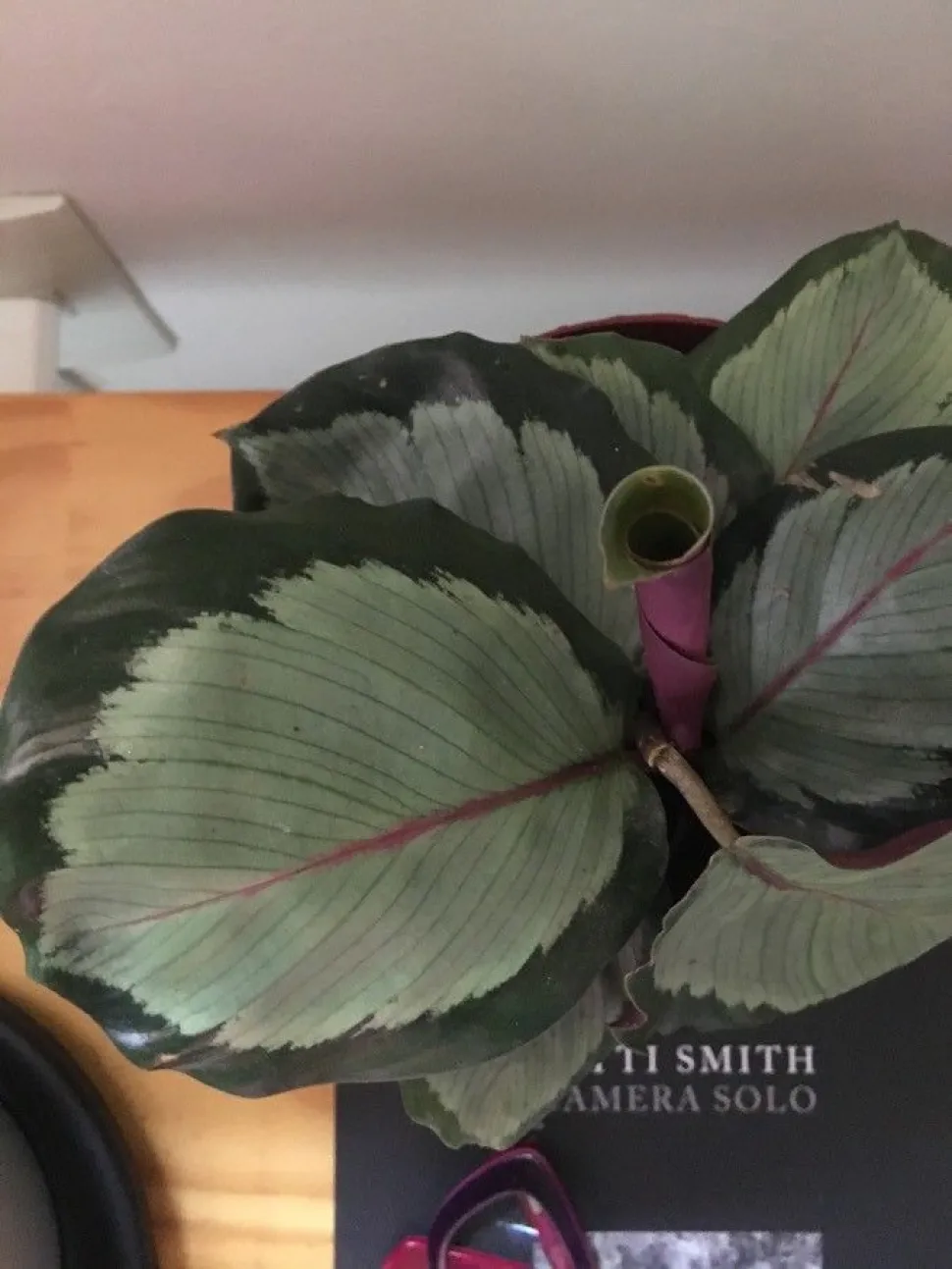 Folhas de Goeppertia picturata Argentea