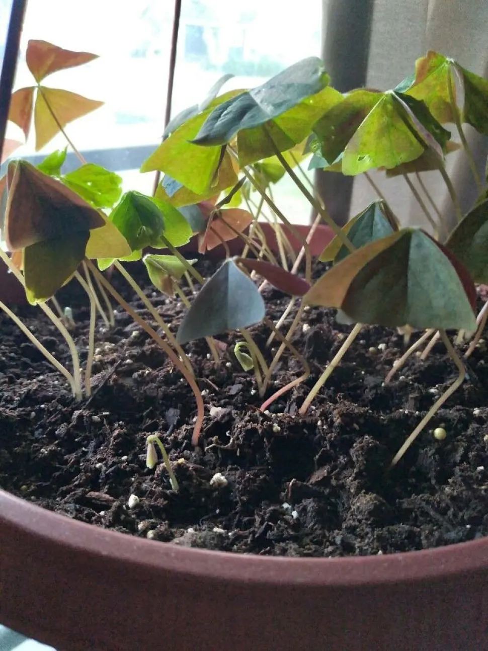 Stängel und Blätter von Oxalis triangularis
