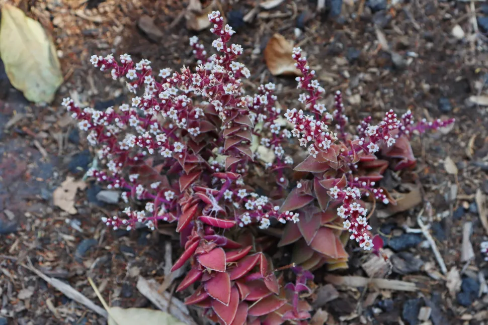 Crassula capitella thyrsiflora in Blüte
