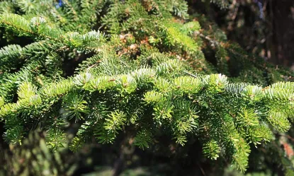 Abies Nordmanniana | Pino Elegante Per Paesaggi - Foto 3