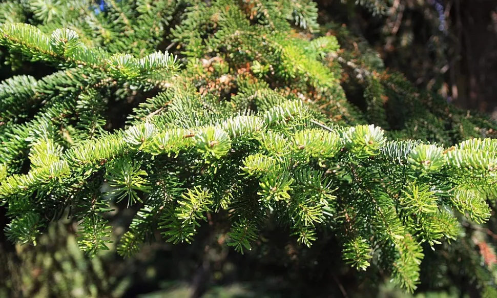 Folhagem de abeto Nordmann