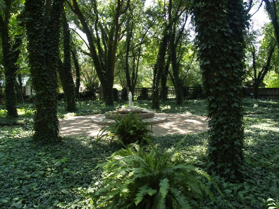 A garden in the shade