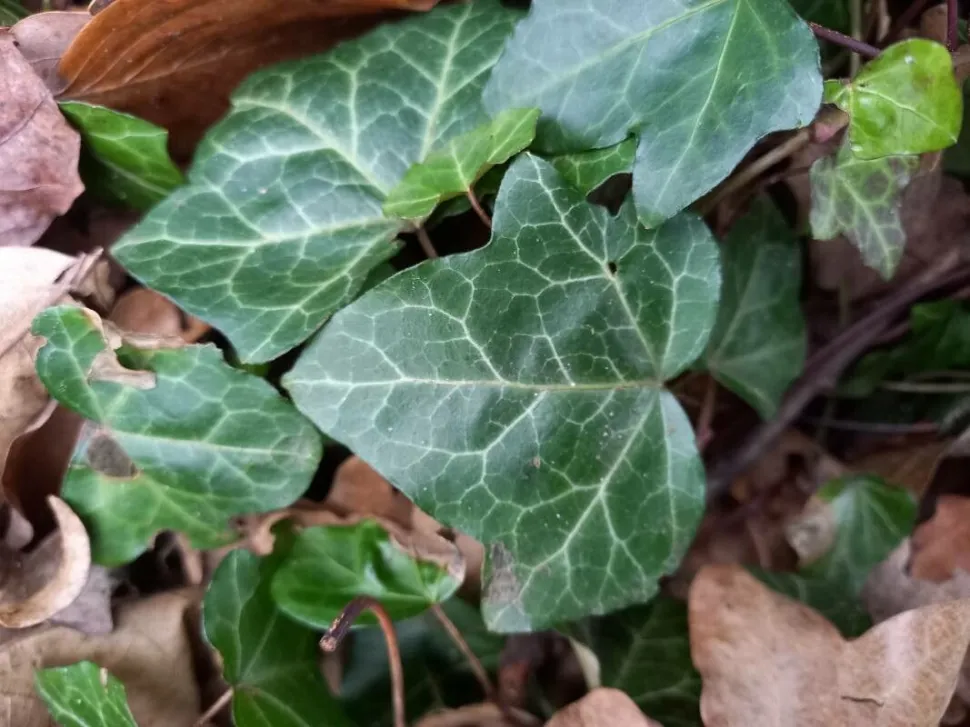 Foglie con venature marcate dell'edera 