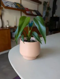 Monstera 'Burle Marx Flame' (Feuerbrand)