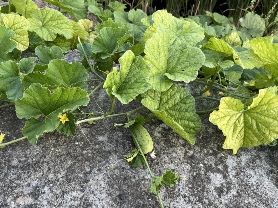 Pied melon Cucumis melo